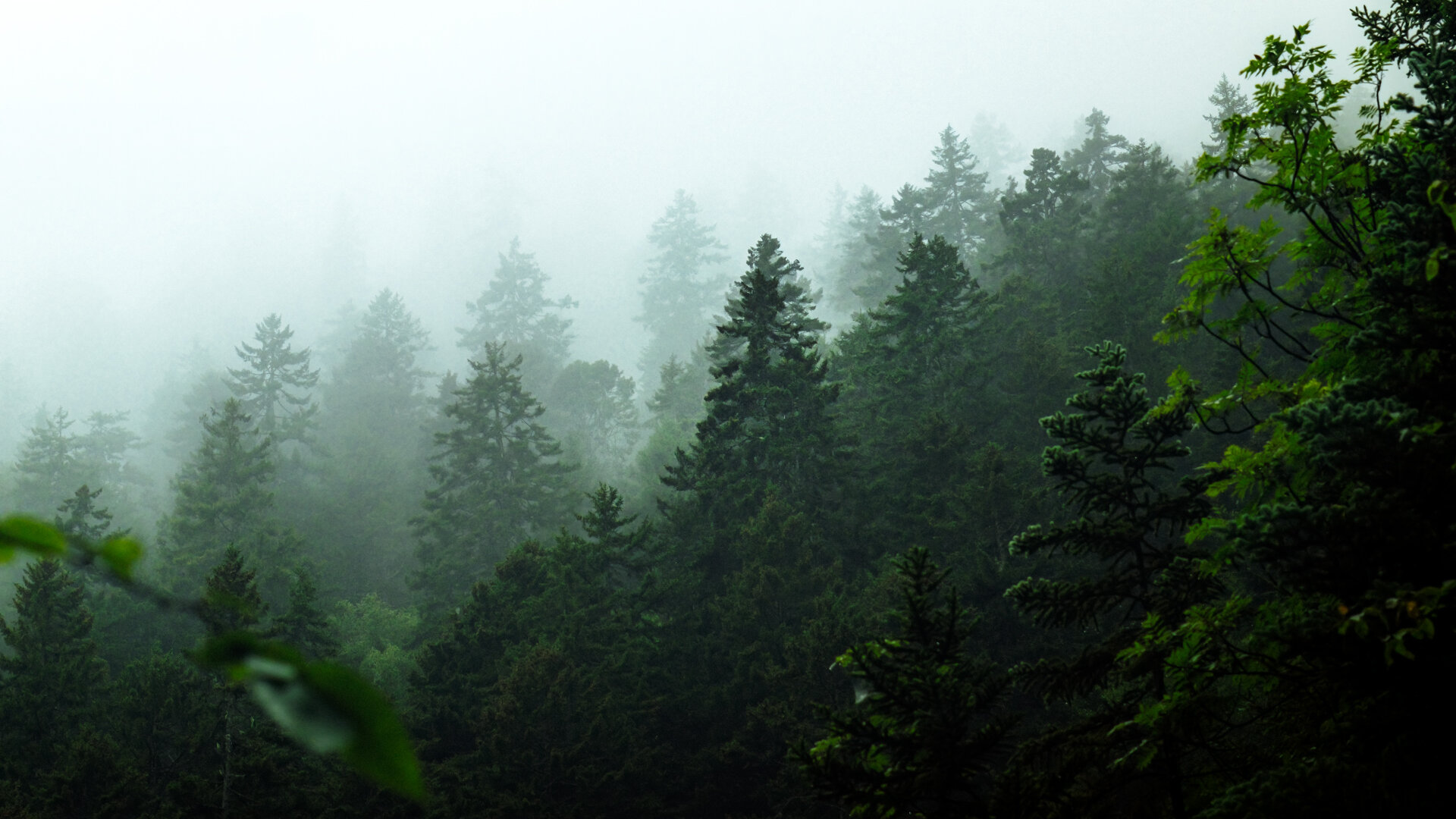 Fundy National Park's Goose River trail under a thick sheet of fog