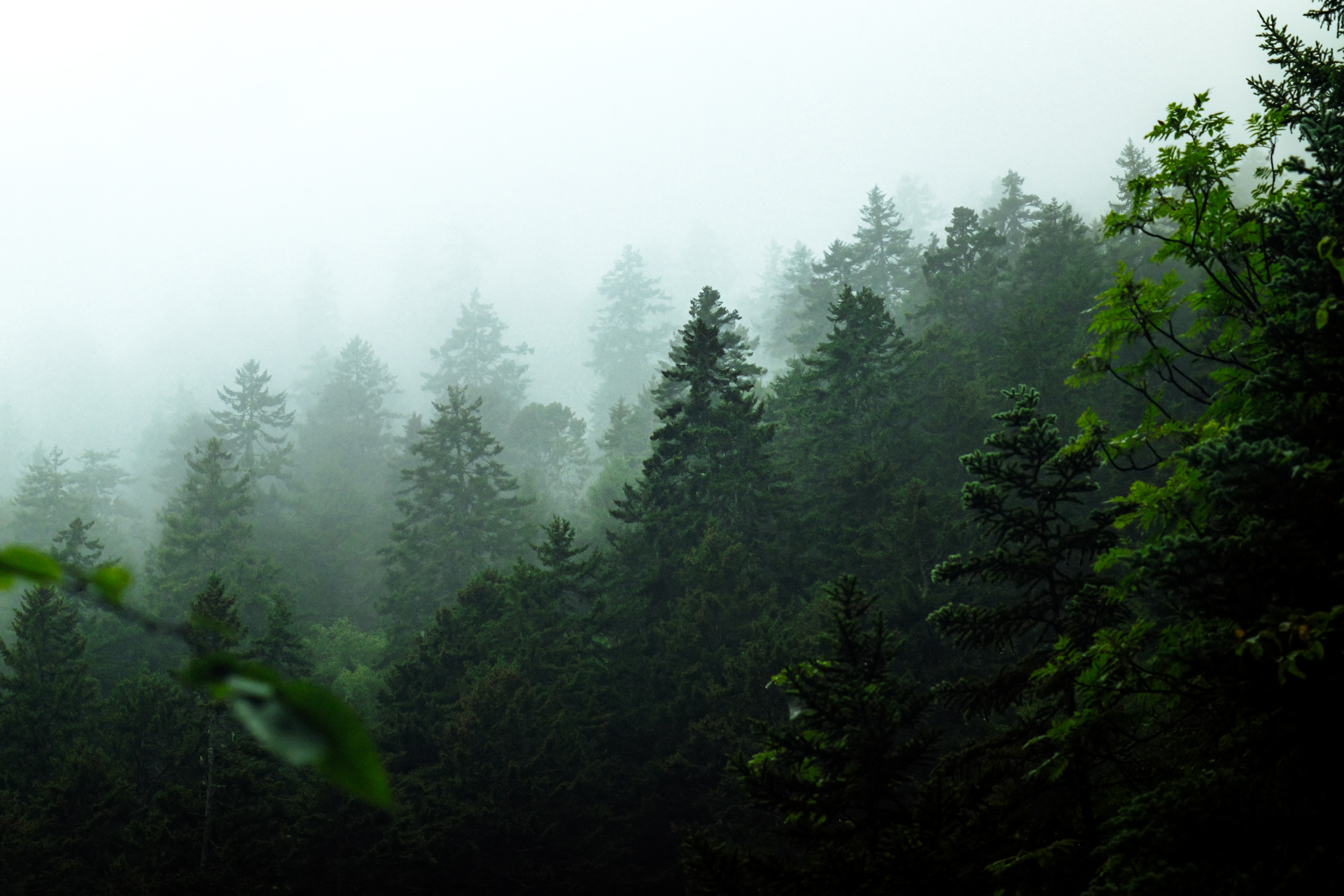 Fundy National Park's Goose River trail under a thick sheet of fog